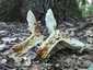Mézszagú galambgomba (Russula melliolens), Mátra